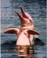 /album/fotogaleria/delfin-2-jpg1/